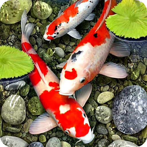  | Insights and stats on Koi Fish Live Wallpaper
