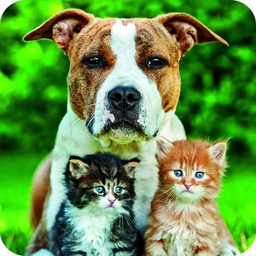 Cats  Dogs Wallpaper HD Cat vs Dog Themes  HD Wallpapers  Backgrounds