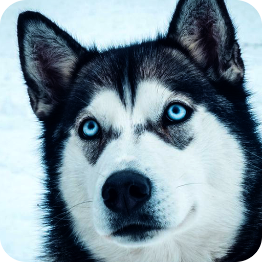  | Insights and stats on Husky Dog Wallpaper